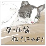 クールなねこにゃよ！