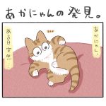 あかにゃんの発見。